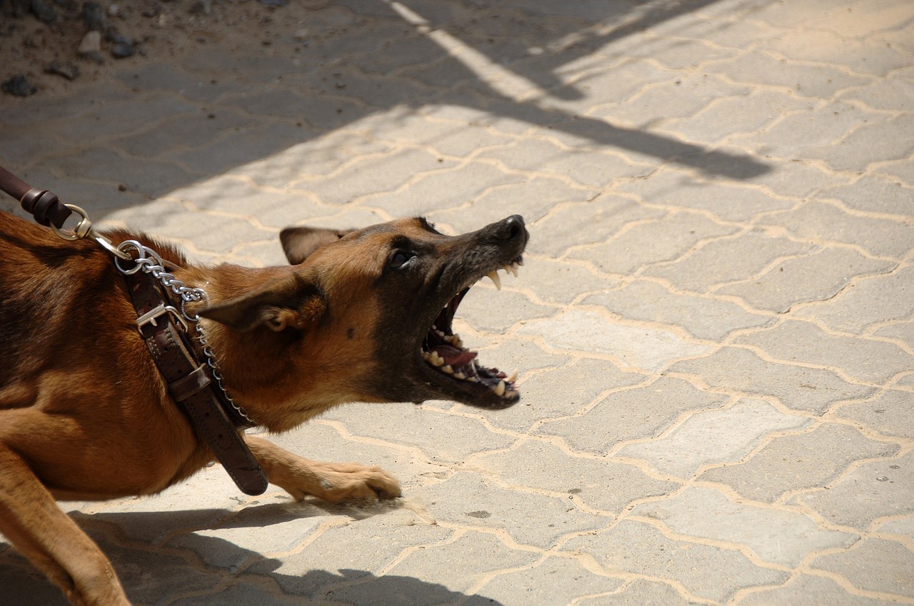 Co zrobić, gdy pies jest agresywny?