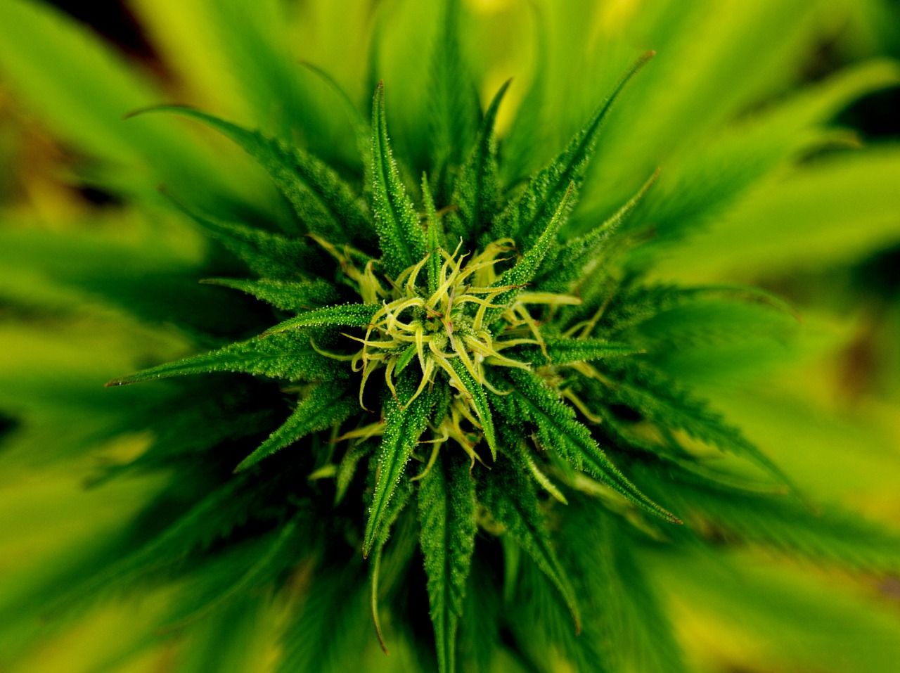 W jakich przypadkach warto rozpocząć leczenie medyczną marihuaną?