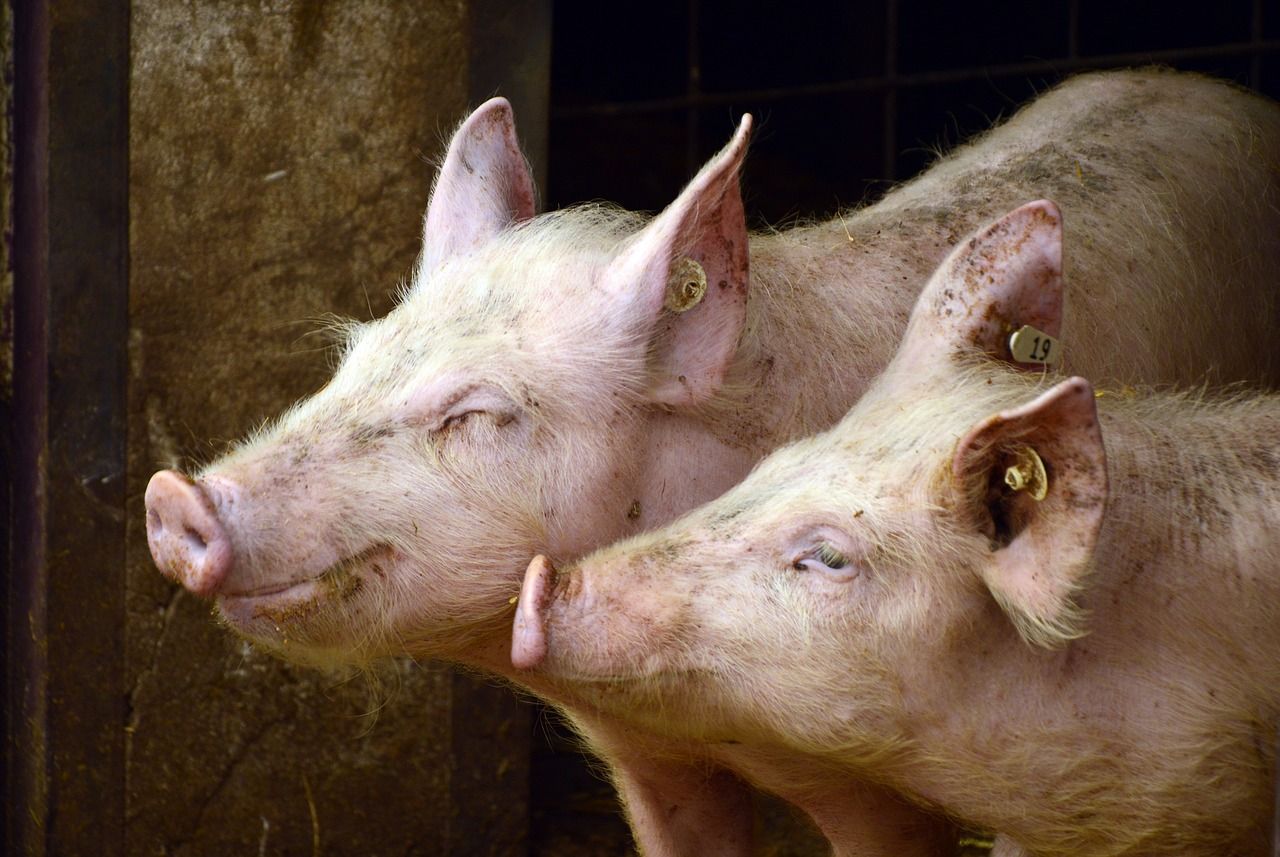 Czym jest dyzenteria świń i jakie są sposoby jej leczenia?